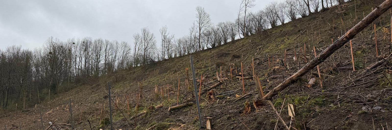 Baumpflanzaktion in Lügde