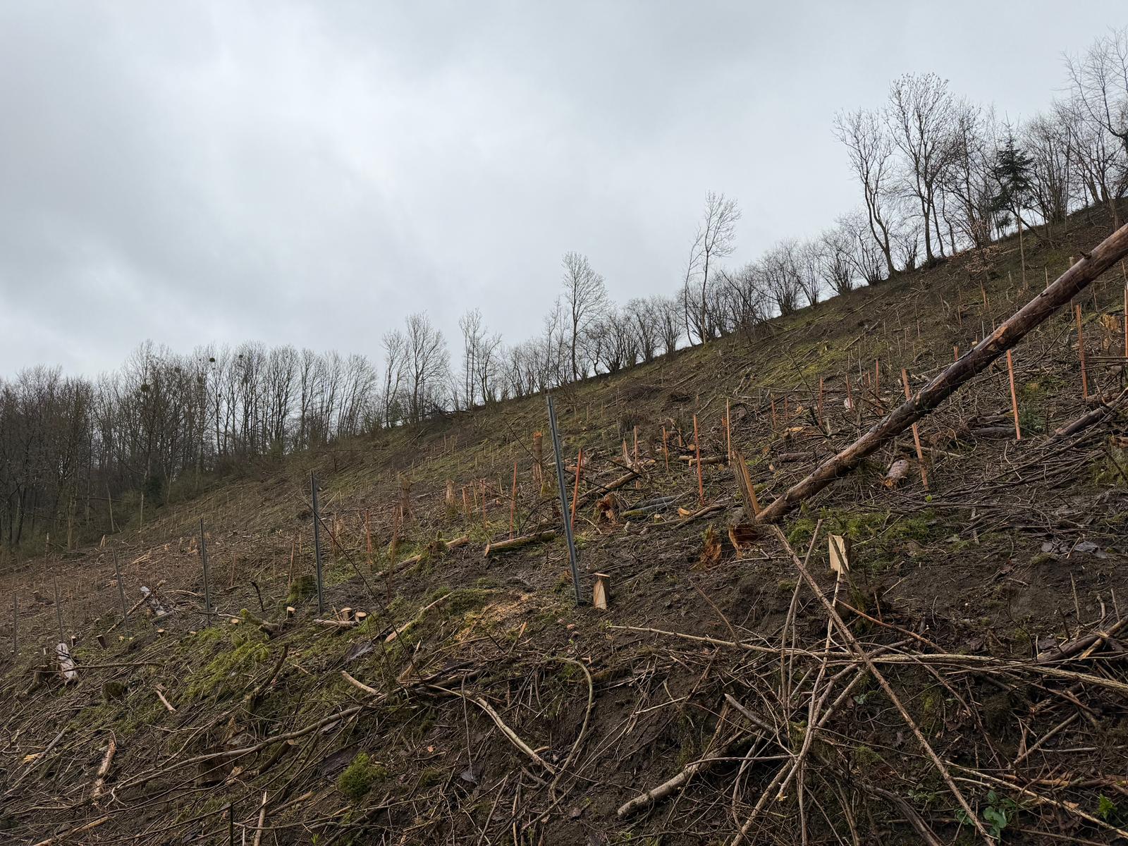 Baumpflanzaktion in Lügde